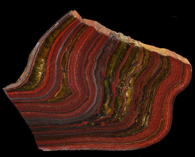 Polished Tiger Iron Stromatolite - ( Billion Years) #46614